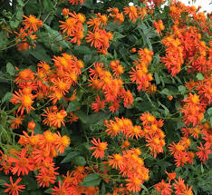 Confusus Mexico Blumensamen zur Aussaat – ideal Rabatten – Traditionssorte & ohne Gentechnik Samen Hausgarten