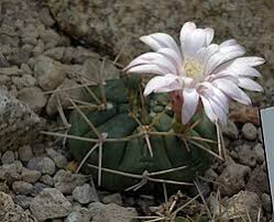 Weiß Gymnocalycium Eurypleurum Blumensamen zur Aussaat – Drought verträglich – Traditionssorte & ohne Gentechnik Samen Hausgarten