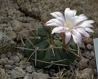 Weiß Gymnocalycium Eurypleurum Blumensamen zur Aussaat – Drought verträglich – Traditionssorte & ohne Gentechnik Samen Hausgarten
