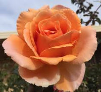 Orange Joey Hybrid Tea Rose Blumensamen zur Aussaat – Schnitt Blume beliebt – Traditionssorte & ohne Gentechnik Samen Hausgarten