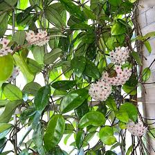 Grün Weiß Hoya Blumensamen zur Aussaat – leuchtend – Traditionssorte & ohne Gentechnik Samen Hausgarten