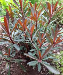 Euphorbia Amygdaloides Blumensamen zur Aussaat – Anzucht – Traditionssorte & ohne Gentechnik Samen Hausgarten