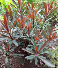 Euphorbia Amygdaloides Blumensamen zur Aussaat – Anzucht – Traditionssorte & ohne Gentechnik Samen Hausgarten