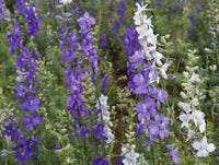 Larkspur Blumensamen zur Aussaat – Garten beliebt – Traditionssorte & ohne Gentechnik Samen Hausgarten