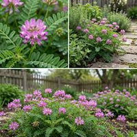 Astragalus Blumensamen zur Aussaat – duftend Blüten – Traditionssorte & ohne Gentechnik Samen Hausgarten