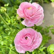 hell Rosa Ranunculus Samen Blumensamen zur Aussaat robust Sorte Traditionssorte & ohne Gentechnik Samen Hausgarten