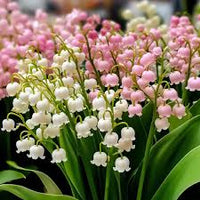 Gemischt Bell Orchidee Blumensamen zur Aussaat – saisonal Dauerblüher – Traditionssorte & ohne Gentechnik Samen Hausgarten