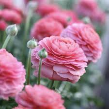 hell Rosa Ranunculus Samen Blumensamen zur Aussaat robust Sorte Traditionssorte & ohne Gentechnik Samen Hausgarten