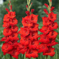 tief Rot Gladiole Blumensamen – Drought verträglich Traditionssorte & ohne Gentechnik Samen Hausgarten