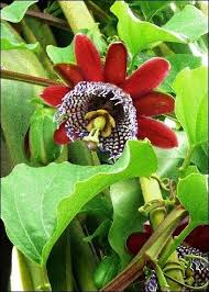 Riesengranadilla Blumensamen zur Aussaat – Garten beliebt – Traditionssorte & ohne Gentechnik Samen Hausgarten