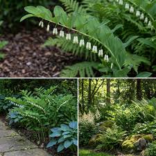 Weiß Polygonatum Blumensamen zur Aussaat – ideal Rabatten – Traditionssorte & ohne Gentechnik Samen Hausgarten