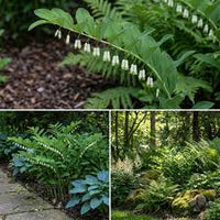 Weiß Polygonatum Blumensamen zur Aussaat – ideal Rabatten – Traditionssorte & ohne Gentechnik Samen Hausgarten