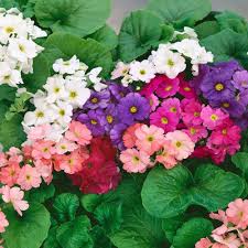 Gemischt Schlüsselblume OR Primel Obconica Blumensamen Violett Blumensamen zur Aussaat – lang Blüte Saison – Traditionssorte & ohne Gentechnik Samen Hausgarten