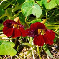 Schwarz Kapuzinerkresse Blumensamen zur Aussaat Schnitt Blume beliebt Traditionssorte & ohne Gentechnik Samen Hausgarten