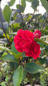 Kamelie Blumensamen zur Aussaat leuchtend Blüten Traditionssorte & ohne Gentechnik Samen Hausgarten