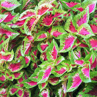 Rosa Dragon Buntnessel zur Aussaat Drought verträglich Traditionssorte & ohne Gentechnik Samen Hausgarten