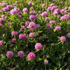Rosa Trifolium or Clover Blumensamen zur Aussaat – Halbschatten verträglich – Traditionssorte & ohne Gentechnik Samen Hausgarten