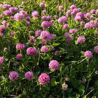 Rosa Trifolium or Clover Blumensamen zur Aussaat – Halbschatten verträglich – Traditionssorte & ohne Gentechnik Samen Hausgarten