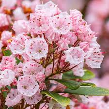 Rosa Kalmia Blumensamen zur Aussaat – hochwertige Qualitäts- – Traditionssorte & ohne Gentechnik Samen Hausgarten