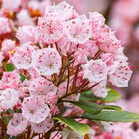 Rosa Kalmia Blumensamen zur Aussaat – hochwertige Qualitäts- – Traditionssorte & ohne Gentechnik Samen Hausgarten