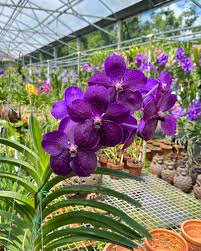 tief Blau Schmetterlingsorchidee Orchidee Samen Bestäuber freundlich Traditionssorte & ohne Gentechnik Samen Hausgarten