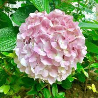 Weiß Rosa Hortensie Samen Blumensamen zur Aussaat – sonnenliebend – Traditionssorte & ohne Gentechnik Samen Hausgarten