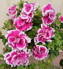 hell Rosa Rot Petunie Blumensamen zur Aussaat Traditionssorte ohne Gentechnik Anzucht Garten Blüten Anzucht