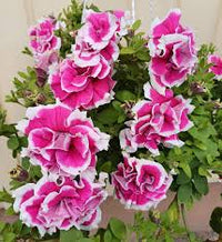 hell Rosa Rot Petunie Blumensamen zur Aussaat Traditionssorte ohne Gentechnik Anzucht Garten Blüten Anzucht