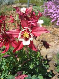 Rot Gelb Akelei Blumensamen zur Aussaat – Bestäuber freundlich – Traditionssorte & ohne Gentechnik Samen Hausgarten