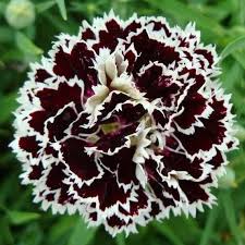 Nelke Chianti Clove Blumensamen zur Aussaat – Wildblume Mischung – Traditionssorte & ohne Gentechnik Samen Hausgarten