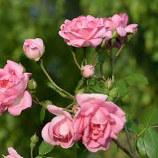 hell Rosa Polyantha Rose Blumensamen zur Aussaat – leuchtend Blüten – Traditionssorte & ohne Gentechnik Samen Hausgarten