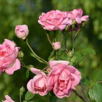 hell Rosa Polyantha Rose Blumensamen zur Aussaat – leuchtend Blüten – Traditionssorte & ohne Gentechnik Samen Hausgarten