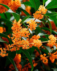 Orange Osmanthus Blumensamen zur Aussaat pflegeleicht Traditionssorte & ohne Gentechnik Samen Hausgarten