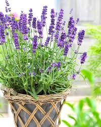 Lavendel Beebal Blumensamen zur Aussaat – ideal Rabatten – Traditionssorte & ohne Gentechnik Samen Hausgarten