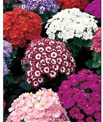 Lila Gemischt Cineraria Blumensamen zur Aussaat lang Blüte Saison Traditionssorte & ohne Gentechnik Samen Hausgarten