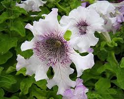 Weiß Violett Petunie Blumensamen zur Aussaat Traditionssorte ohne Gentechnik Anzucht Garten Blüten hochwertige Qualitäts-