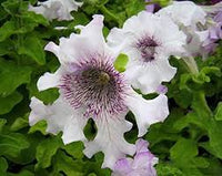 Weiß Violett Petunie Blumensamen zur Aussaat Traditionssorte ohne Gentechnik Anzucht Garten Blüten hochwertige Qualitäts-