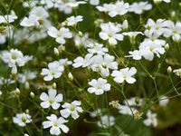 Gypsophila Samen Schleierkraut