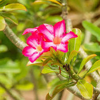 Rosa Weiß Wüstenrose Obesum Blumensamen zur Aussaat – leuchtend – Traditionssorte & ohne Gentechnik Samen Hausgarten