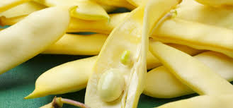 Gelb Bush Bean Samen for Your Garden