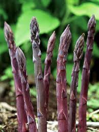 Lila Asparagus Samen  Perfect zum Pflanzen