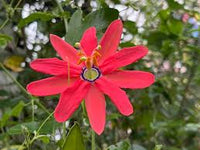 Rosa Mollissima Blumensamen zur Aussaat – hochwertige Qualitäts- – Traditionssorte & ohne Gentechnik Samen Hausgarten
