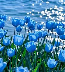 dunkel Blau Tulpe Blumensamen zur Aussaat Halbschatten verträglich Traditionssorte & ohne Gentechnik Samen Hausgarten