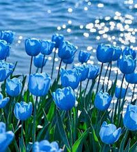 dunkel Blau Tulpe Blumensamen zur Aussaat Halbschatten verträglich Traditionssorte & ohne Gentechnik Samen Hausgarten