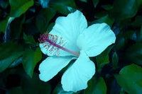 hell Blau Hibiskus Blumensamen – pflegeleicht Traditionssorte & ohne Gentechnik Samen zur Aussaat Hausgarten