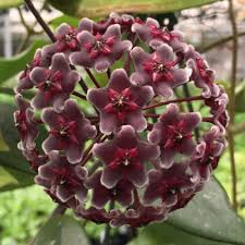Canossa Blumensamen zur Aussaat – Schnitt Blume beliebt – Traditionssorte & ohne Gentechnik Samen Hausgarten
