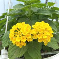 tief Gelb Wandelröschen Blume Samen zur Aussaat farbenfroh Schau Traditionssorte & ohne Gentechnik Samen Hausgarten