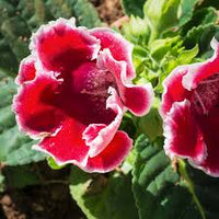 dunkel Rot Gelb Gloxinie Blumensamen zur Aussaat leuchtend Blüten Traditionssorte & ohne Gentechnik Samen Hausgarten