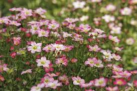 hell Rosa Saxifraga Blumensamen zur Aussaat – lang Blüte Saison – Traditionssorte & ohne Gentechnik Samen Hausgarten