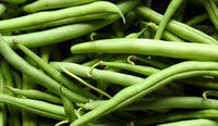 Green Stallard Bean Gemüsesamen für einfache Aussaat